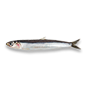 anchovy