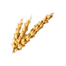 barley