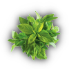 basil