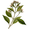 coca