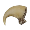 cougar_claw