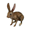 hunting_rabbit