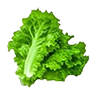 lettuce