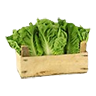 lettuce_crate
