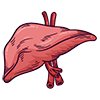 liver
