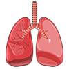 lungs