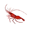 o_spot_prawn