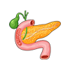 pancreas