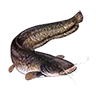 peixegato