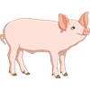 pig