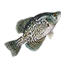 r_black_crappie