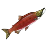 r_coho_salmon