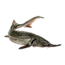r_white_sturgeon