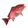 red_snapper