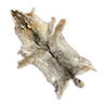 skin_coyote
