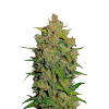 weed_bud