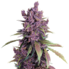 weed_purple-haze_bud