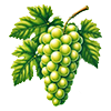 white_grapes